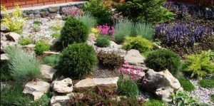 Tips Memilih Tanaman Untuk Taman Anda