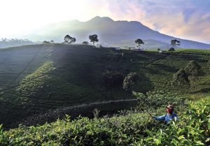 Kebun Teh Jamus Salah Satu Ikon Wisata Alam Ngawi