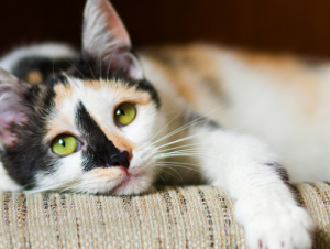Tanda-tanda Kucing Bosan dan Kesepian