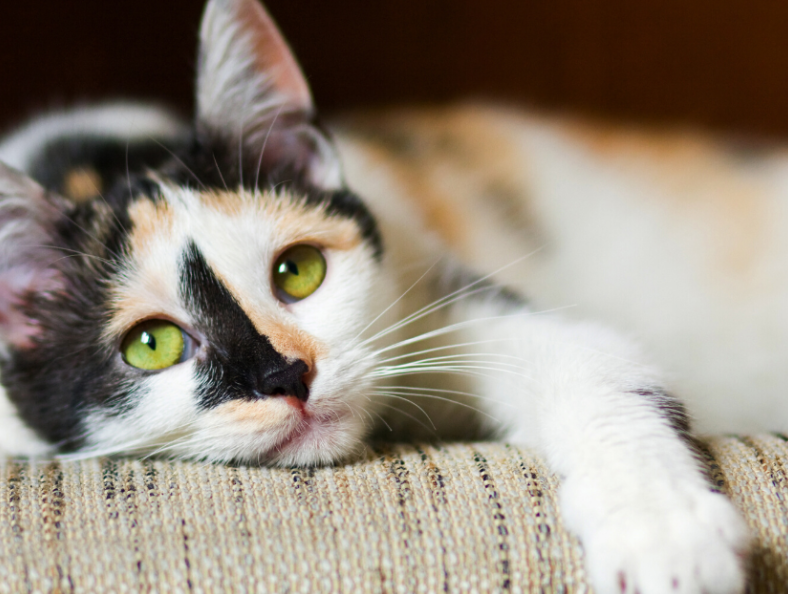 Tanda-tanda Kucing Bosan dan Kesepian