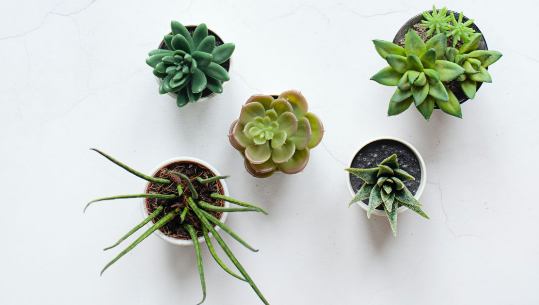 10 Tanaman Rumah Penambah Mood Suasana Hati