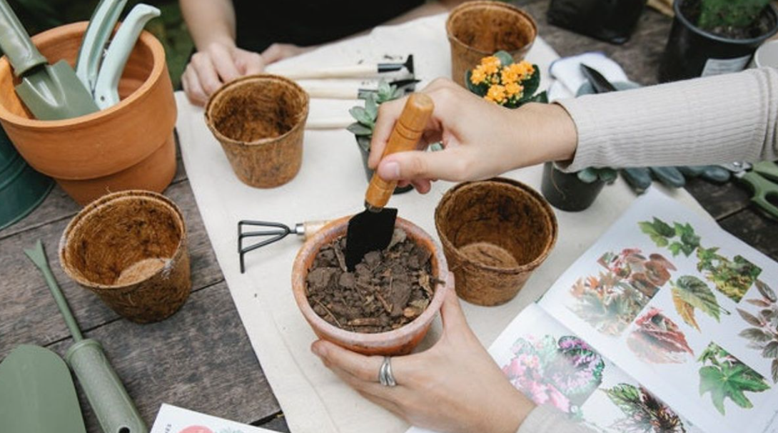 Tips Praktis Mengubah Sabut Kelapa Menjadi Media Tanam