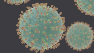 Varian Yang Menggabungkan Delta dan Omicron Diidentifikasi Anjing Mengendus Virus Dengan Akurasi Tinggi