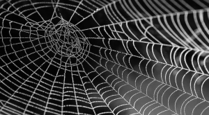 Bagaimana menyingkirkan laba-laba dan sarang laba-laba dari rumah Anda