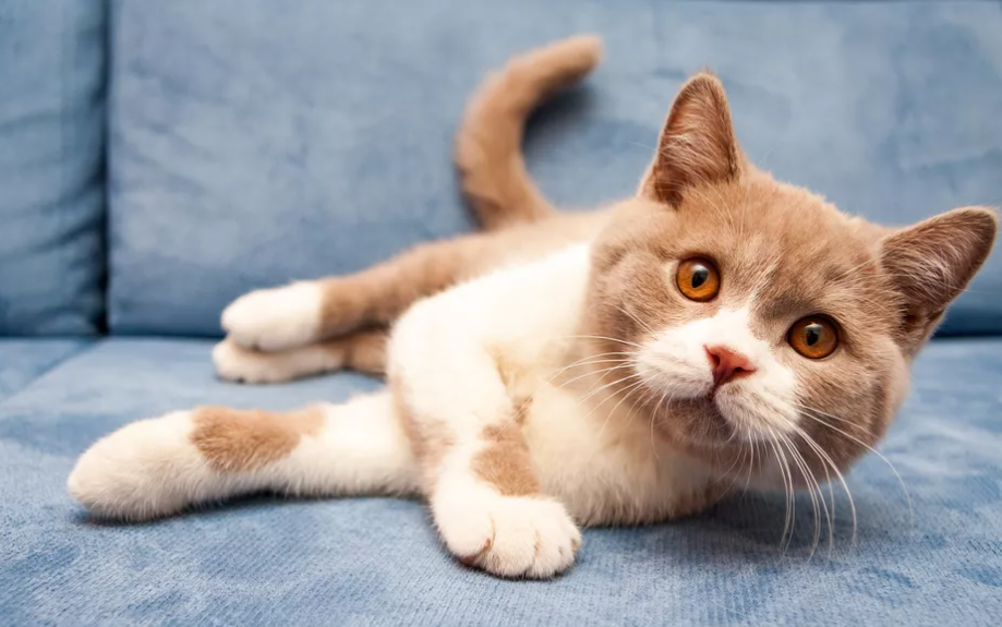 Hal-Hal yang Dilakukan Orang yang Dibenci Kucing