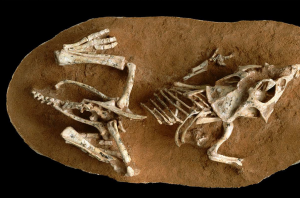 Berapa Lama Waktu Yang Dibutuhkan Untuk Menetaskan Telur Bayi Dinosaurus?