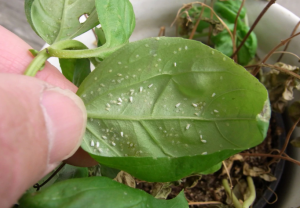 Cara Menyingkirkan Kutu Putih pada Tanaman Rumah