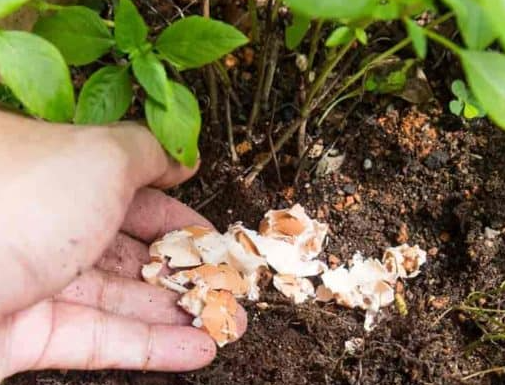 Resep Pupuk Organik Alami Buatan Sendiri