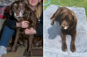 Menurut Penelitian Anjing dan kucing Juga Dapat Menderita Demensia