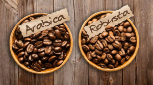 Apa Perbedaan Antara Kopi Arabika dan Robusta?