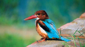 Memperkenalkan Burung Indah India – Kingfisher