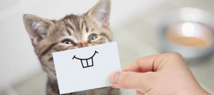 Fakta menarik tentang kucing