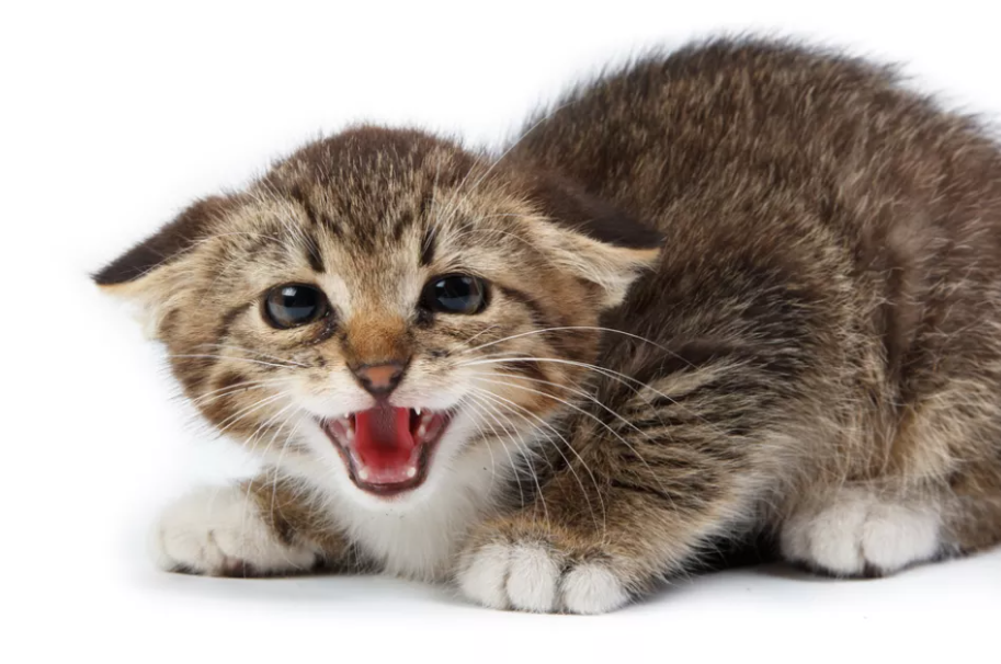 Mengapa Kucing Benci Naik Mobil