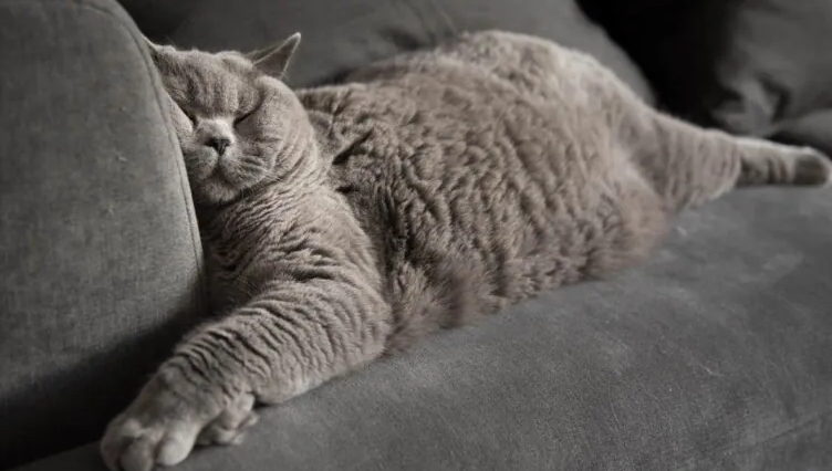 Bagaimana cara cepat tidur? 10 peretasan ini akan membantu Anda tidur lebih nyenyak malam ini