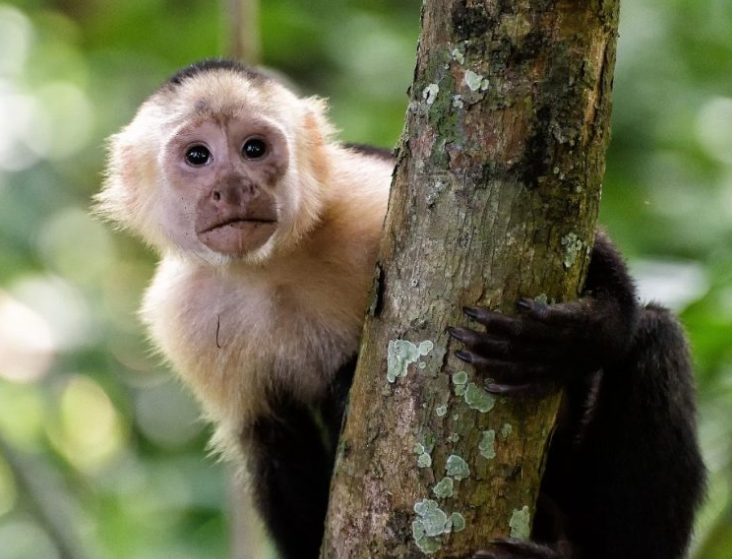 Fakta menarik tentang Monyet