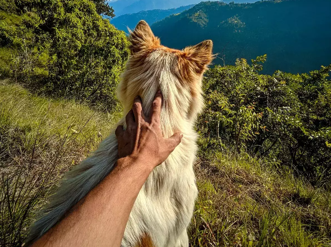 Kiat yang perlu diingat saat mengajak anjing Anda berjalan-jalan di pegunungan