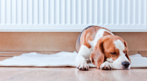 Tips Vastu penting untuk hewan peliharaan