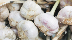 Manfaat Bawang Putih Bagi Kesehatan