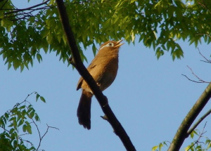 Wambi Merupakan Jenis Burung Hutan Yang Ditemukan Di Asia Tenggara