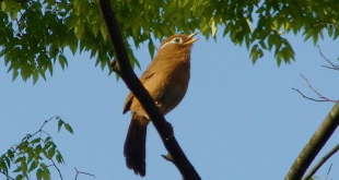 Burung wambi