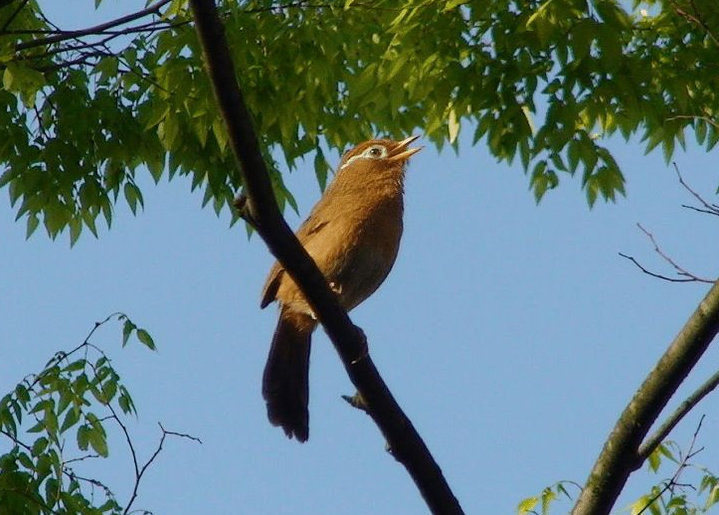 Wambi Merupakan Jenis Burung Hutan Yang Ditemukan Di Asia Tenggara