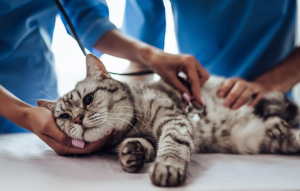 Penyebab Dan Bahaya Kucing Mengeluarkan Air Liur Terus Menerus