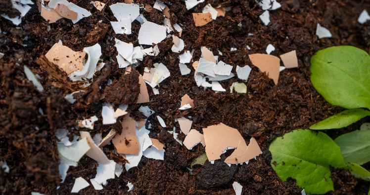 Penggunaan Cangkang Telur Bagi Tanaman Agar Tumbuh Subur