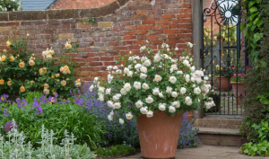 Tanaman Hias Ini Ciptakan Wewangian Alami dalam Rumah