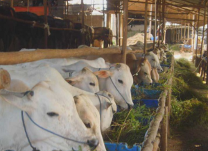 Memilih Hewan Kurban Yang Sehat