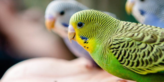 Makanan yang Beracun untuk Burung Peliharaan di Rumah