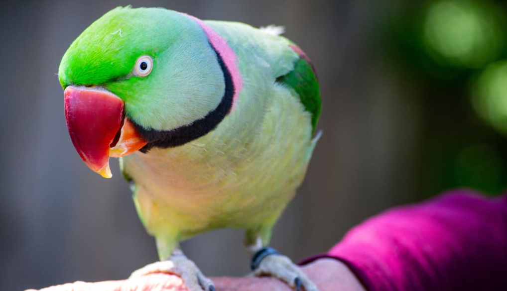 Jenis Burung Yang Cocok Dipelihara dan Bisa Dilatih