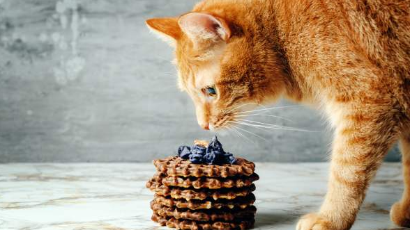 Kemampuan Kucing dalam Merasakan Makanan Manis dan Pedas