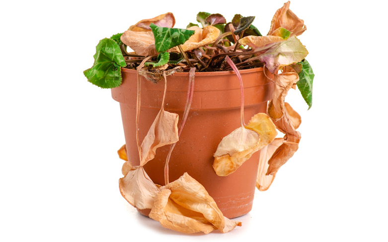 Menyelamatkan Tanaman yang Hampir Mati