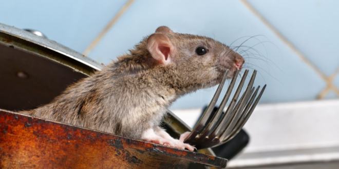 Makanan yang Bisa Mengundang Tikus di Dapur