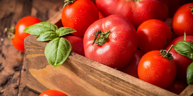 Menyimpan Tomat Segar Lebih Lama