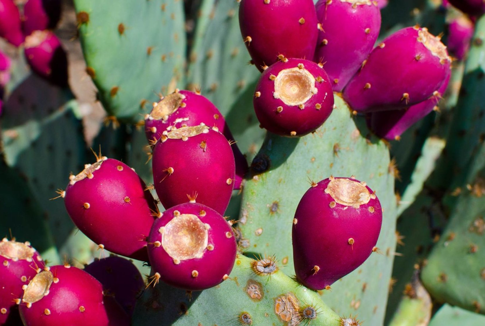 Manfaat Buah Kaktus