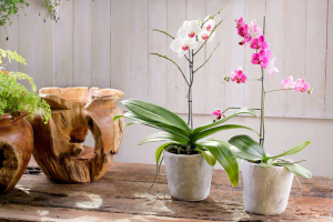 Bahan Alami Dapur untuk Menyuburkan Tanaman Anggrek
