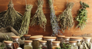 Cara Mengeringkan Daun Tanaman Herbal