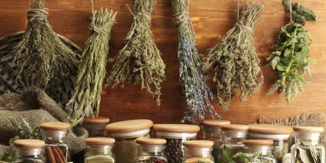 Cara Mengeringkan Daun Tanaman Herbal