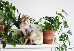 Merawat Tanaman Sukulen yang Aman untuk Kucing Kesayangan