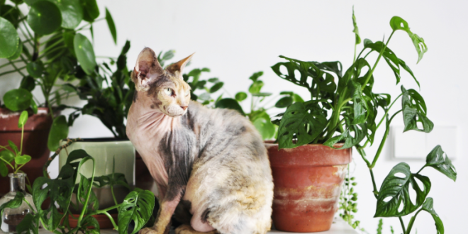 Merawat Tanaman Sukulen yang Aman untuk Kucing Kesayangan