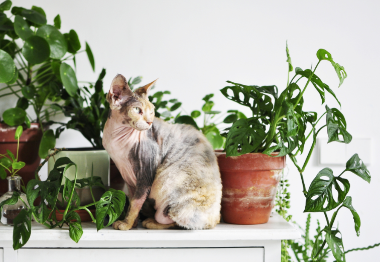 Merawat Tanaman Sukulen yang Aman untuk Kucing Kesayangan