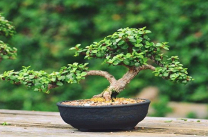 Tanaman Giok untuk Bonsai dan Hiasan dalam Ruangan