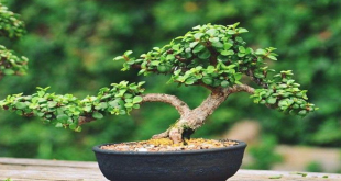 Tanaman Giok untuk Bonsai dan Hiasan dalam Ruangan