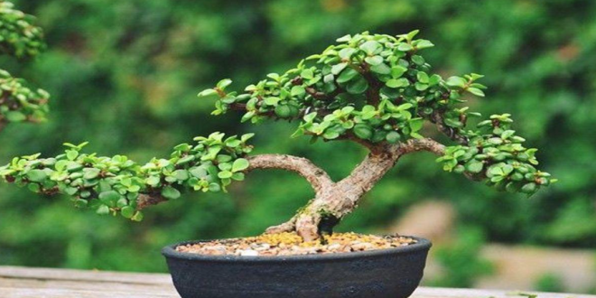 Tanaman Giok untuk Bonsai dan Hiasan dalam Ruangan