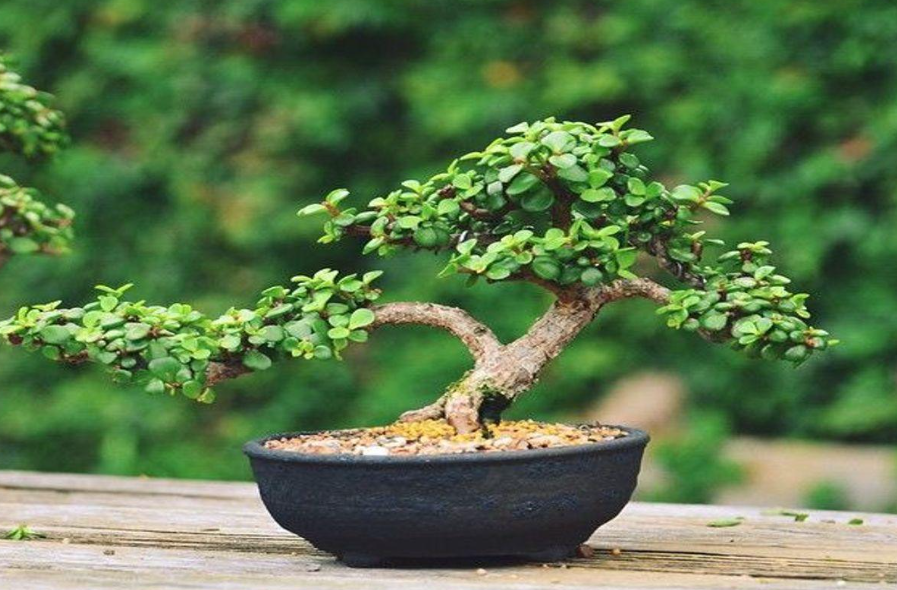 Tanaman Giok untuk Bonsai dan Hiasan dalam Ruangan