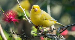 Mengatasi Bulu Rontok pada Burung Kenari