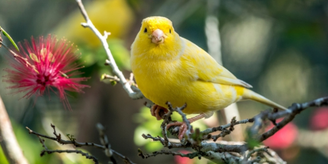 Mengatasi Bulu Rontok pada Burung Kenari