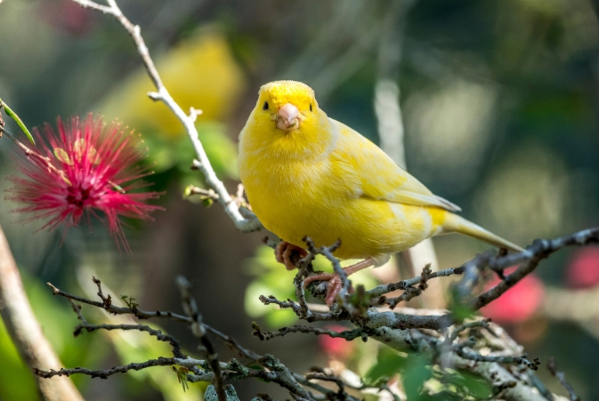 Mengatasi Bulu Rontok pada Burung Kenari