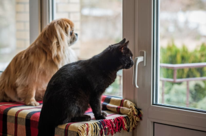 Tips Meninggalkan Hewan Peliharaan Saat Mudik